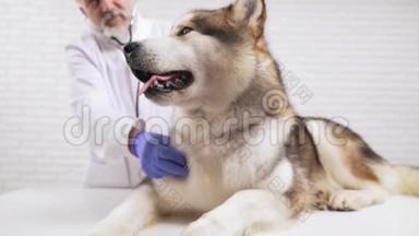 老年兽医医生在诊所用听诊器倾听狗心